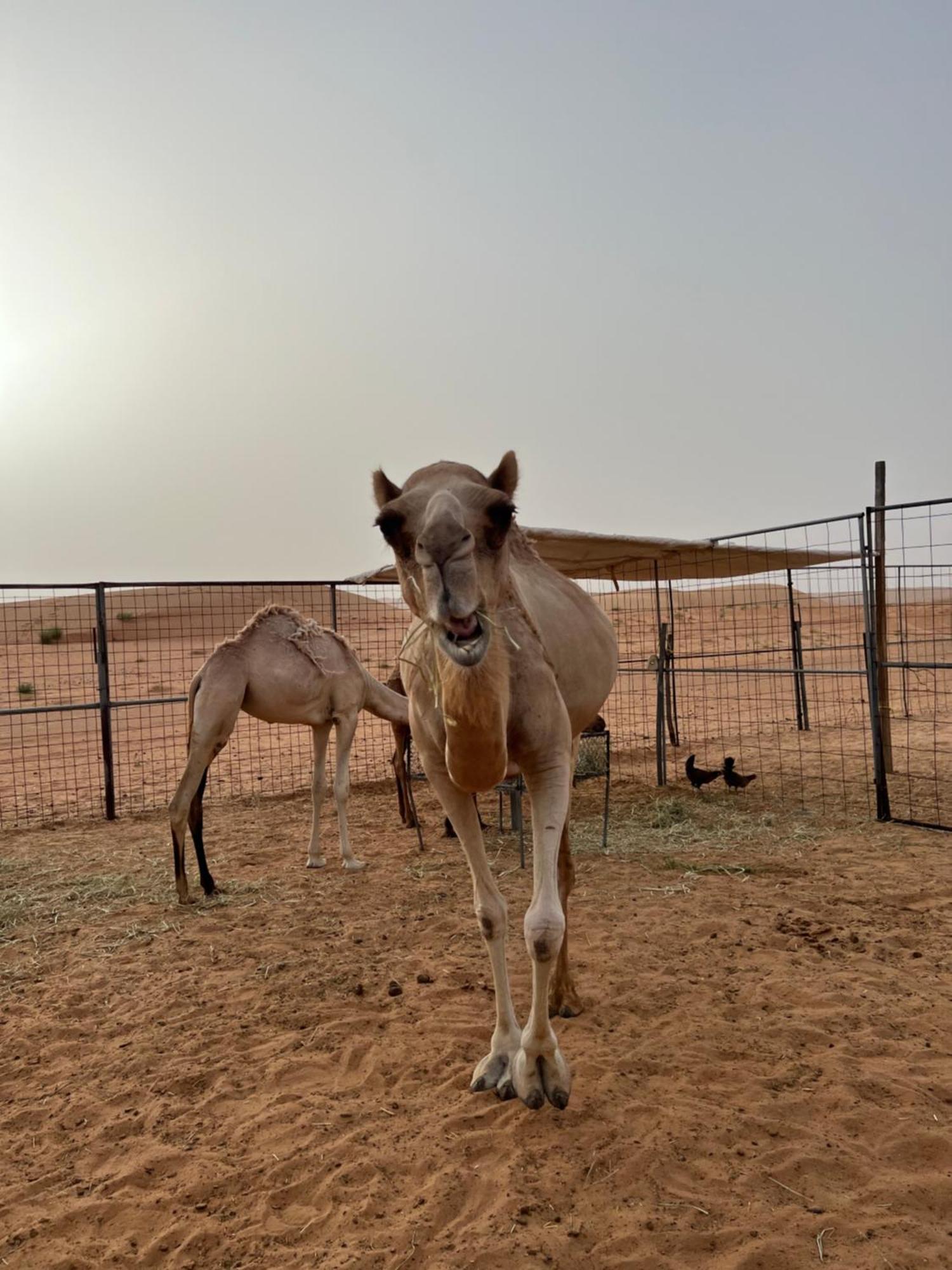 Private Bedouin Tent -Odpc Shāhiq Exterior foto